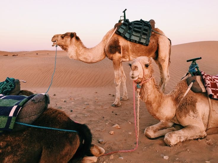 Tourists riding camels in Moroccan desert at sunset